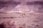 PICTURES/Petrified Forest National Park/t_Petrified Forest16.jpg